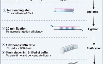 High-Performance Protocol for UltraShort DNA Sequencing Using OxfordNanopore Technology